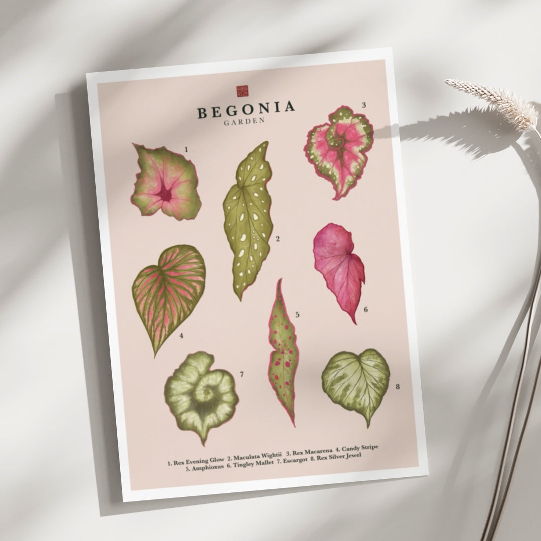 Begonia | Art Print
