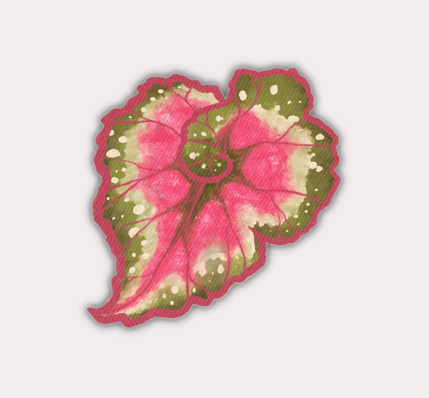 Rex Macarena Begonia | Clear Vinylsticker