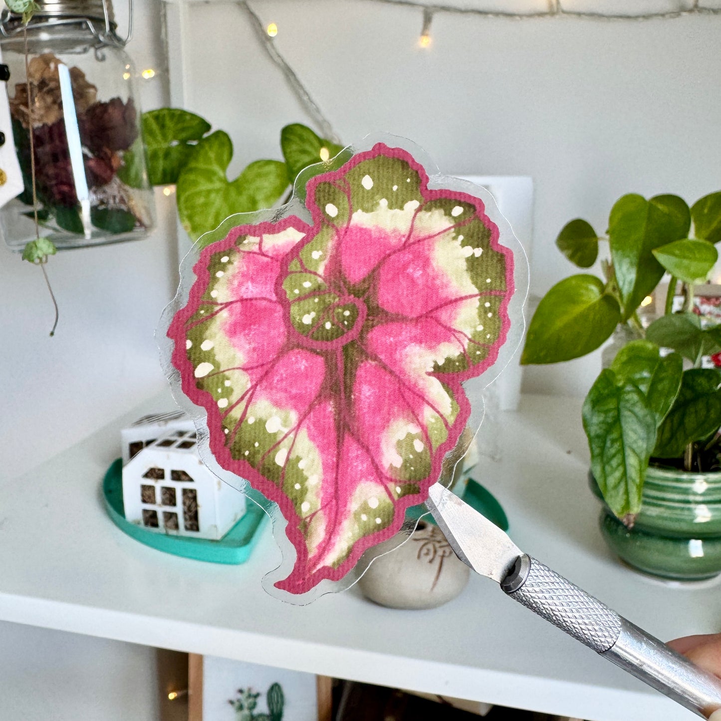 Rex Macarena Begonia | Clear vinyl sticker