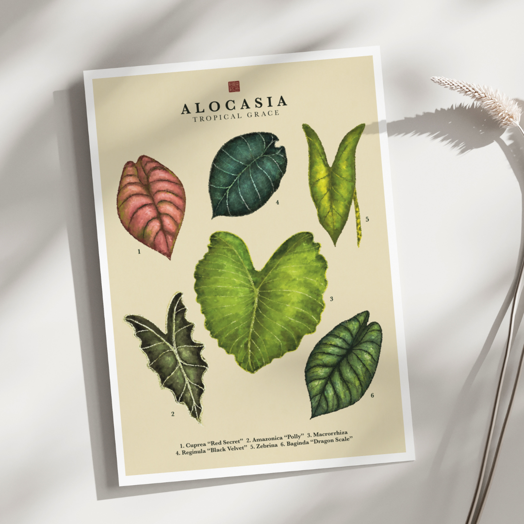 Alocasia | Art Print