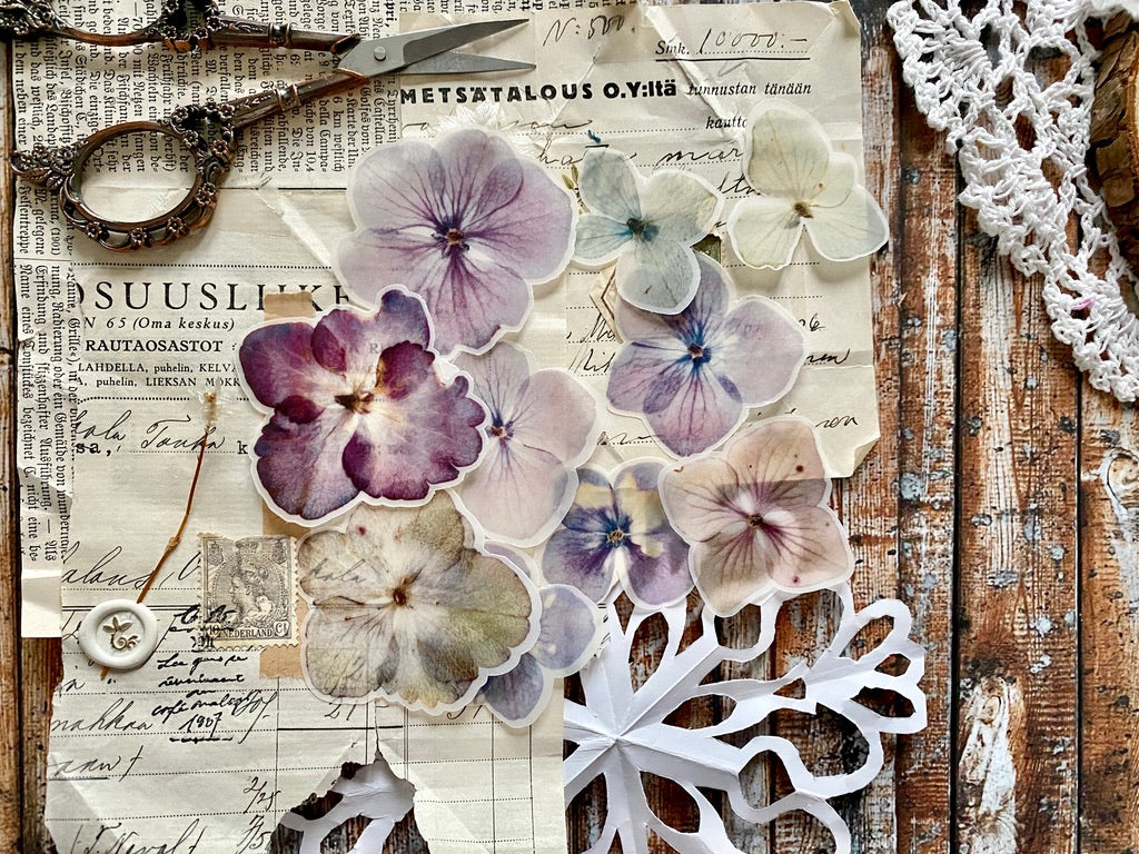 Hydrangea Semi Transparent | Cut Outs