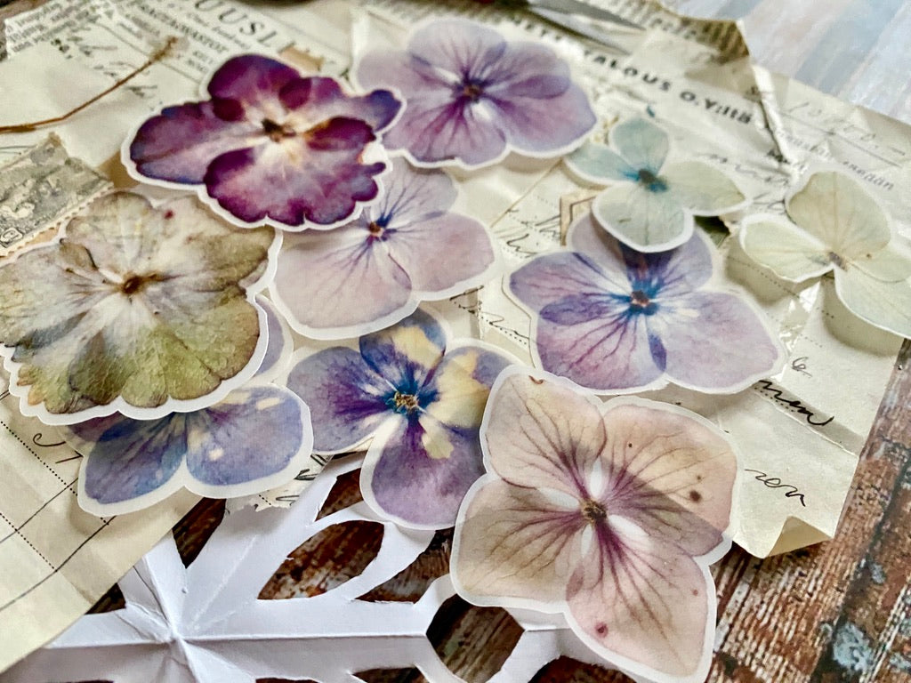 Hydrangea Semi Transparent | Cut Outs