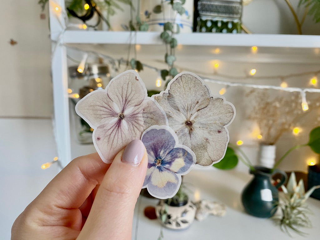 Hydrangea Semi Transparent | Cut Outs