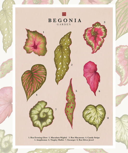 Begonia | Art Print
