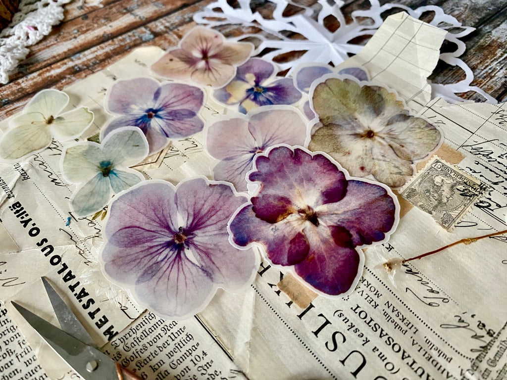 Hydrangea Semi Transparent | Cut Outs