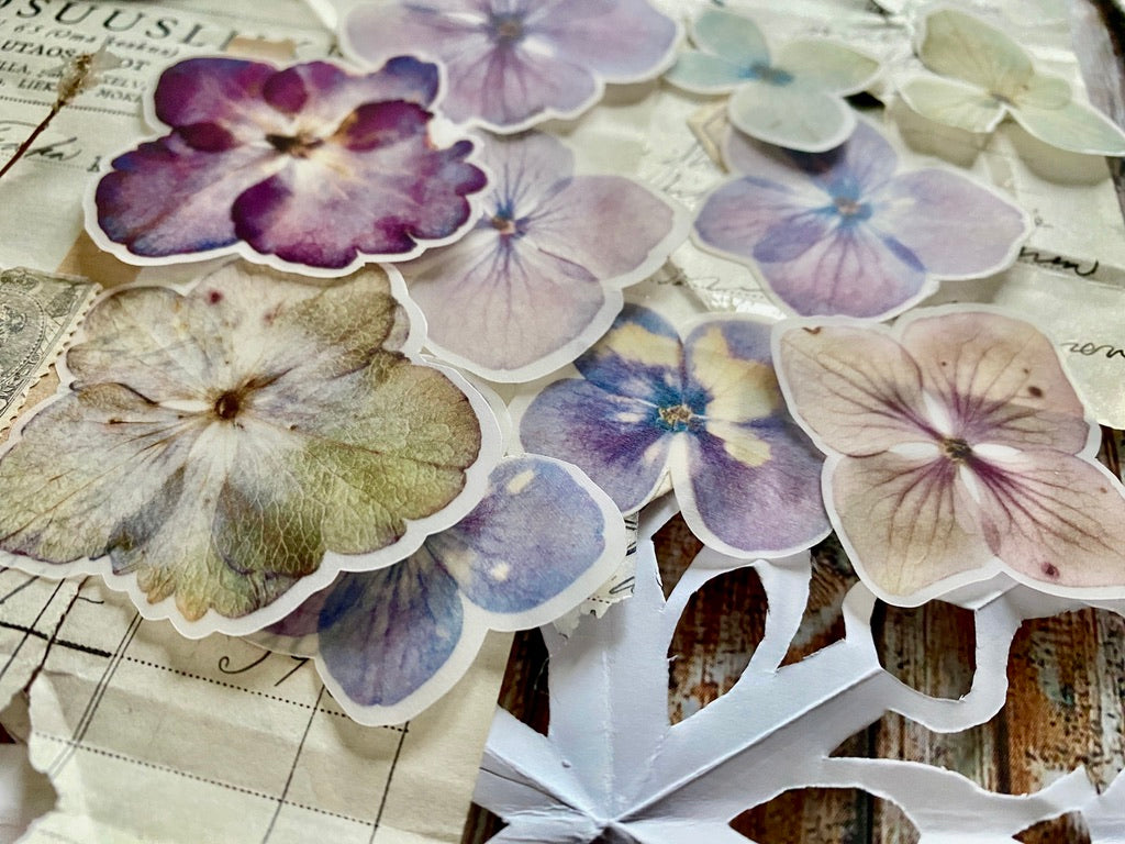 Hydrangea Semi Transparent | Cut Outs