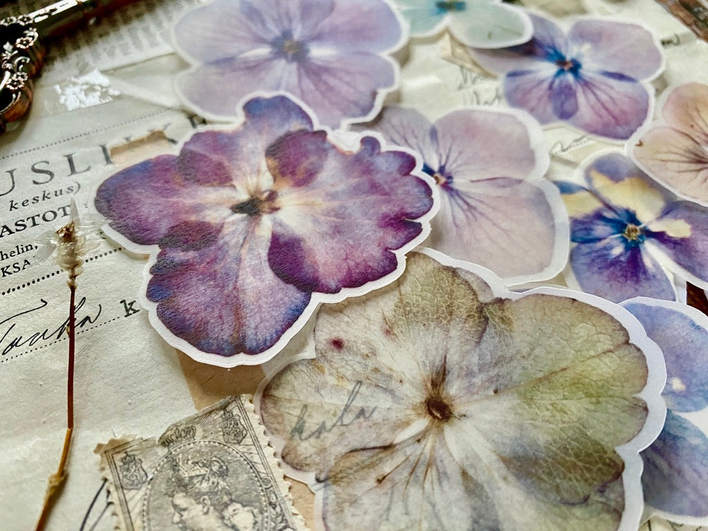 Hydrangea Semi Transparent | Cut Outs