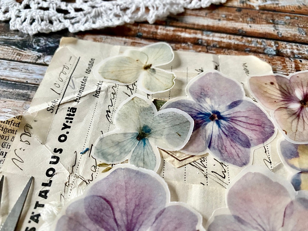 Hydrangea Semi Transparent | Cut Outs