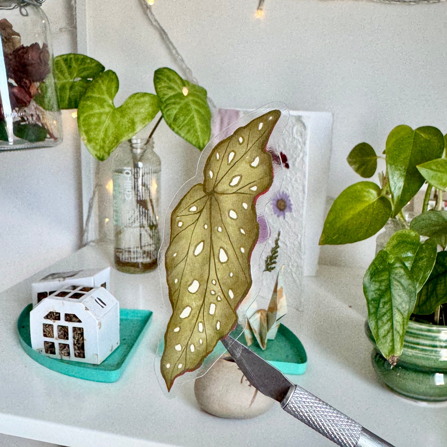 Begonia leaf | Clear Vinylsticker